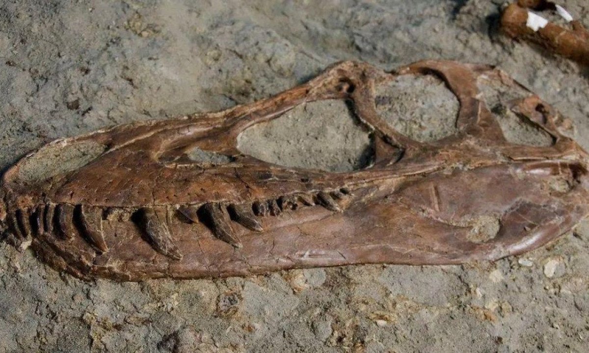 O crânio do tiranossauro e os dentes em forma de lâmina -  (crédito: ROYAL TYRELL MUSEUM OF PALAEONTOLOGY)