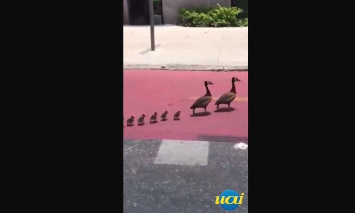 Nas imagens que viralizaram nas redes sociais, a família composta por um casal de patos e vários filhotinhos aparece atravessando a rua -  (crédito: Redes Sociais/Reprodução)