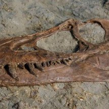Fósseis revelam conteúdo de última refeição de Tiranossauro - ROYAL TYRELL MUSEUM OF PALAEONTOLOGY