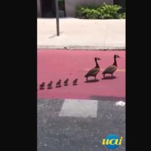 Família de patos é flagrada parando o trânsito em BH - Redes Sociais/Reprodução