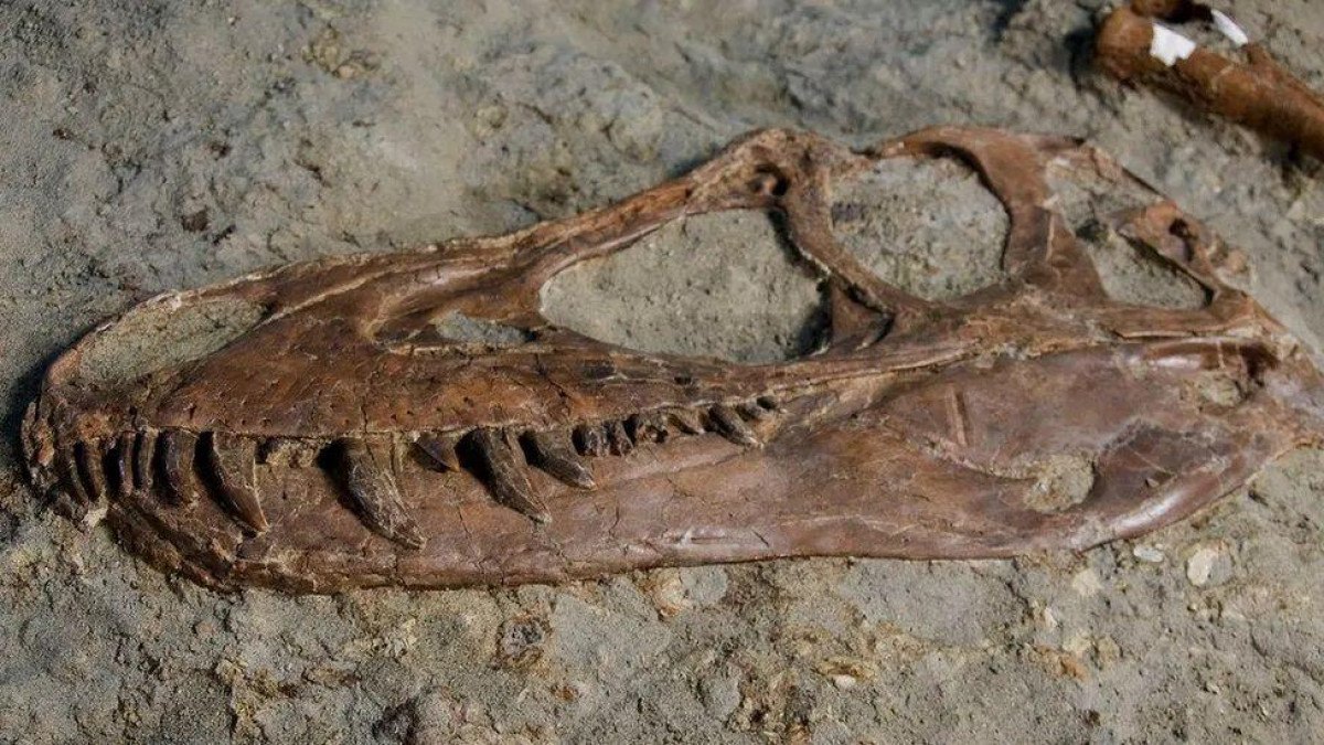 Fósseis revelam conteúdo de última refeição de Tiranossauro