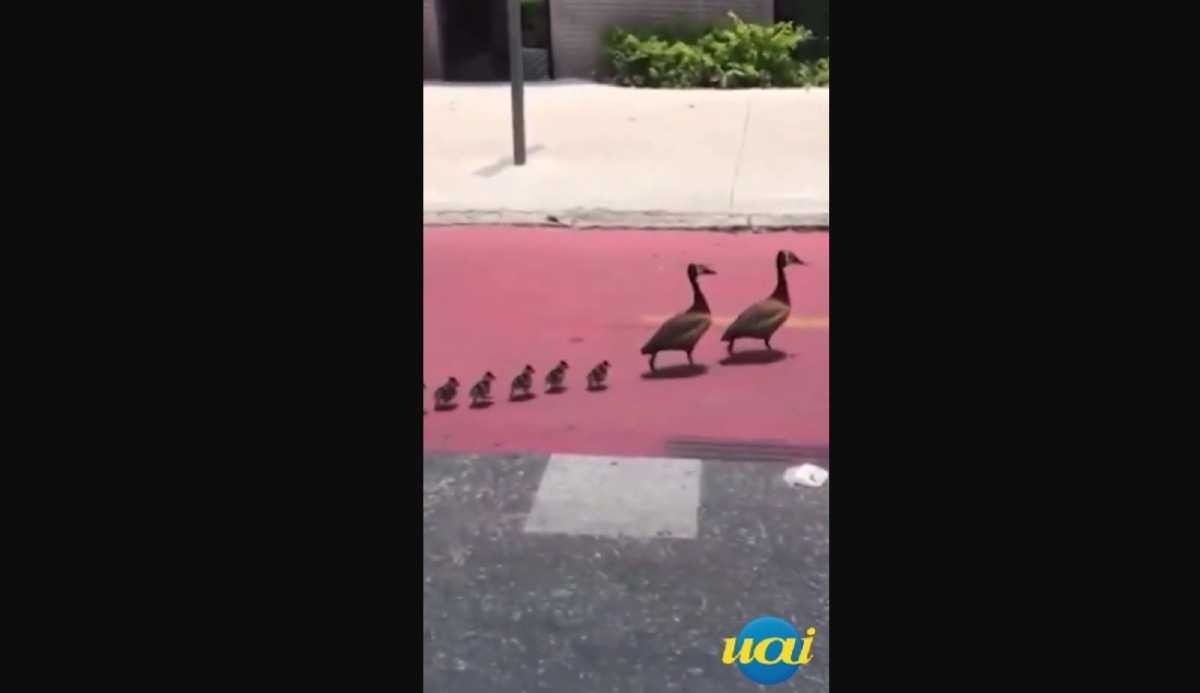 Família de patos é flagrada parando o trânsito em BH