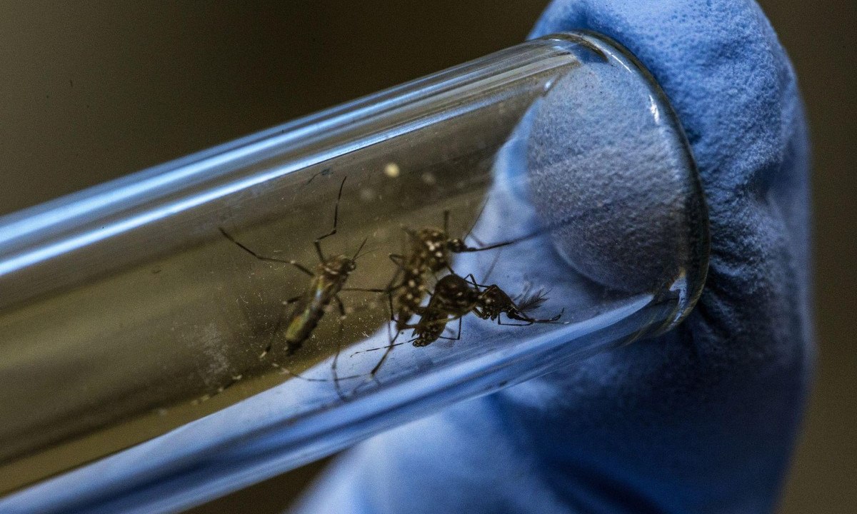 Velho conhecido dos brasileiros, o <em>Aedes aegypti </em>pode se proliferar ainda mais com condições trazidas pelas mudanças climáticas -  (crédito: Getty Images)