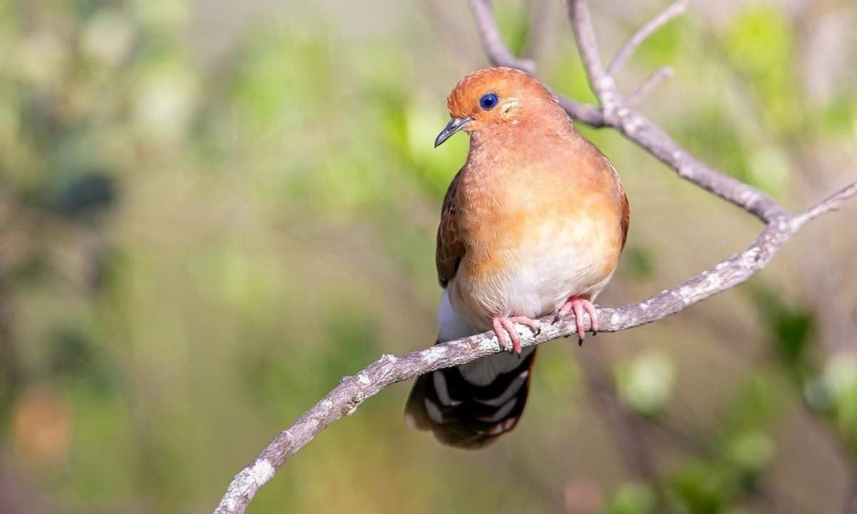 A rolinha do planalto (Columbina cyanopis) é uma ave criticamente ameaçada de extinção que desapareceu por 75 anos e foi redescoberta em uma pequena cidade do Norte de Minas. -  (crédito: Arquivo Pessoal/Eduardo Franco)