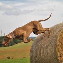Estes são os melhores cães de caça do mundo - zuzanu pixabay