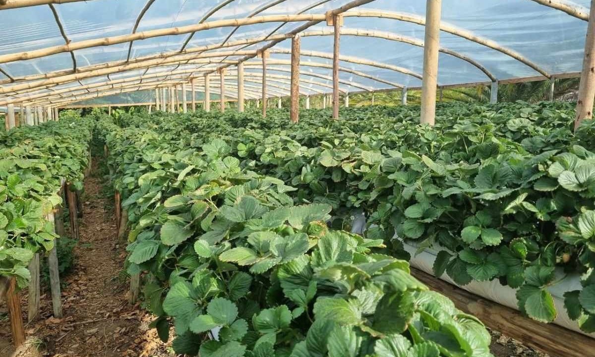 Plantação de morango
       -  (crédito:  Luiz Ribeiro/EM/D.A Press)