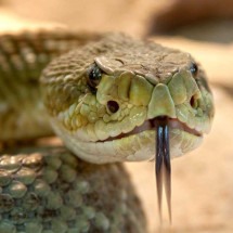 As serpentes mais venenosas do mundo - foto rabe pixabay