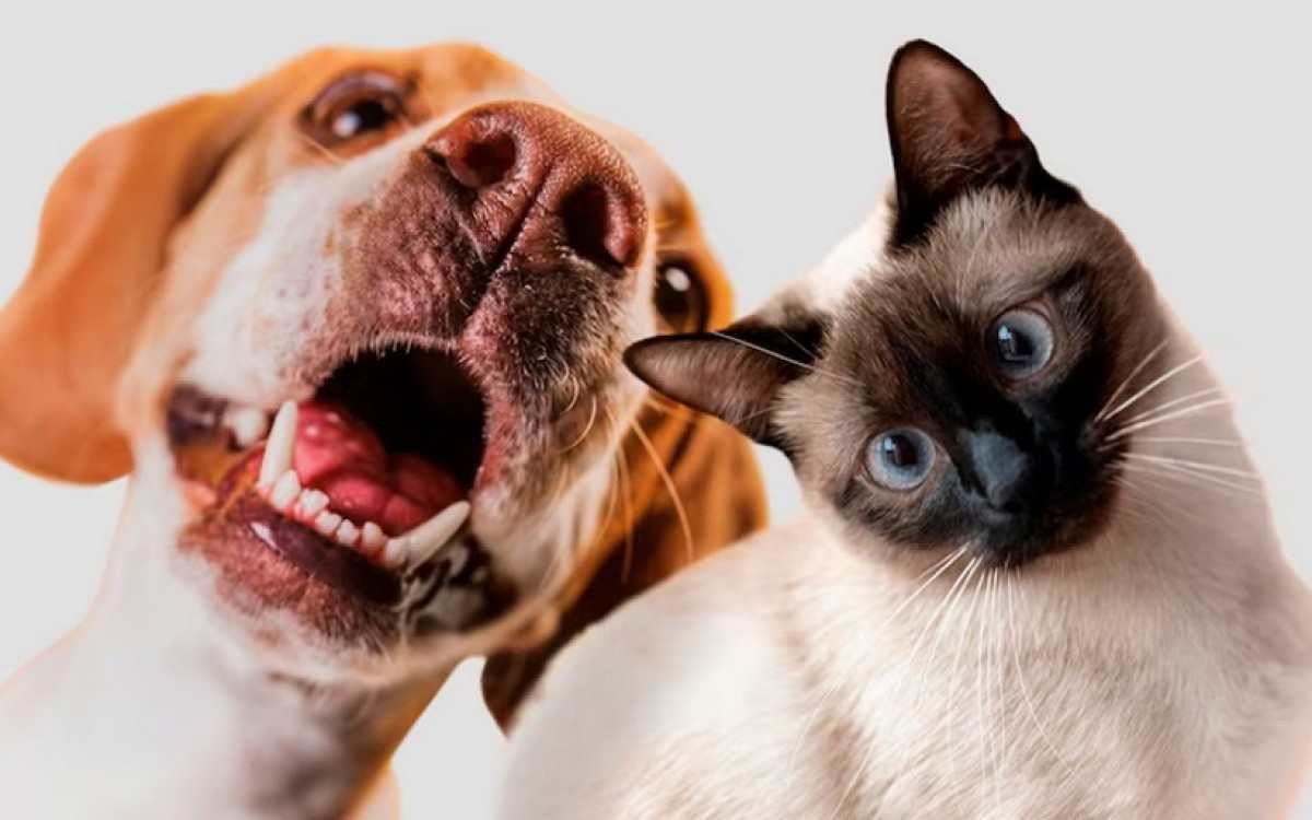 Umami: o quinto gosto básico do paladar humano e sua influência na alimentação de cães e gatos