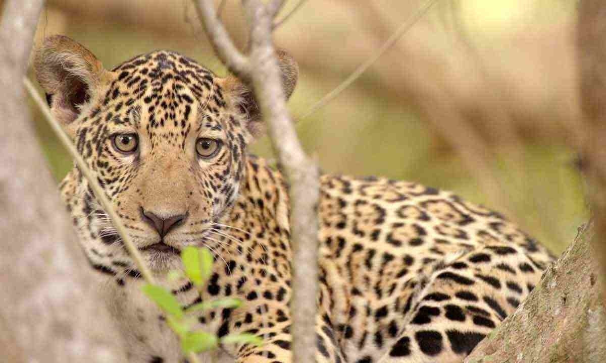 Deixada por Ferinha, Leventina tem de aprender a sobreviver sozinha no Pantanal, em 