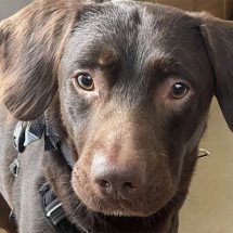 Cachorro ‘alcoólatra’ é resgatado para tratamento na Inglaterra - Facebook Woodside Animal Welfare Trust