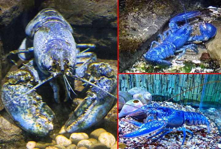 Pescador captura raríssima lagosta azul! - Jim Hoffman, Indira Sari e eeeannie20k - Flickr