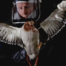 Gripe aviária: por que chegada do H5N1 à Antártida pode ter efeito 'devastador' - Getty Images