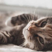 Toxoplasmose: saiba se ter gato aumenta chance de contrair a doença - Zeze Tucker/Unsplash