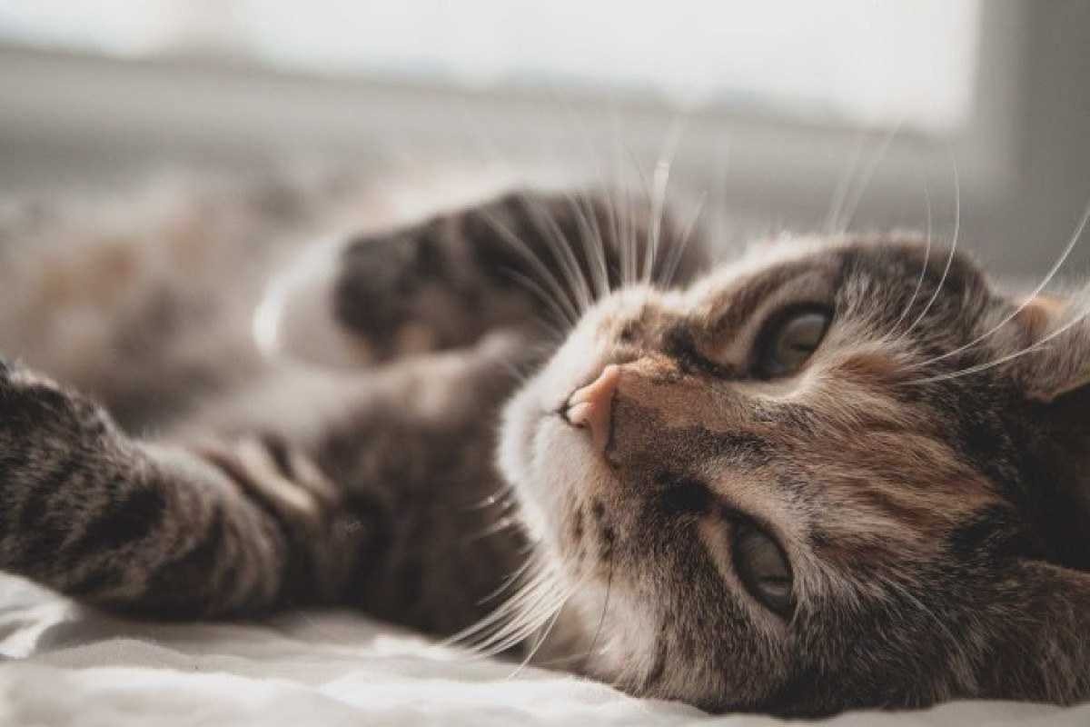 Toxoplasmose: saiba se ter gato aumenta chance de contrair a doença