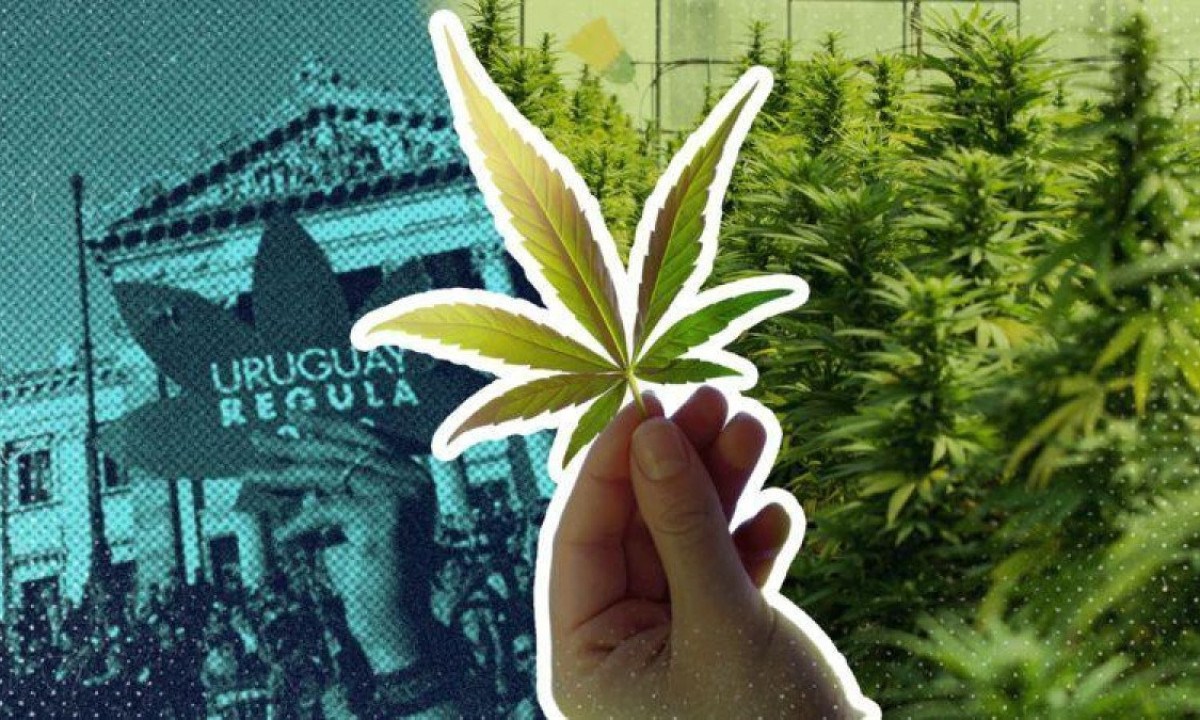 O Uruguai regulamentou a produção, venda e consumo de cannabis em 2013. -  (crédito: BBC)