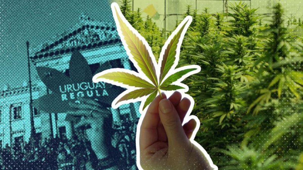 O Uruguai regulamentou a produção, venda e consumo de cannabis em 2013.