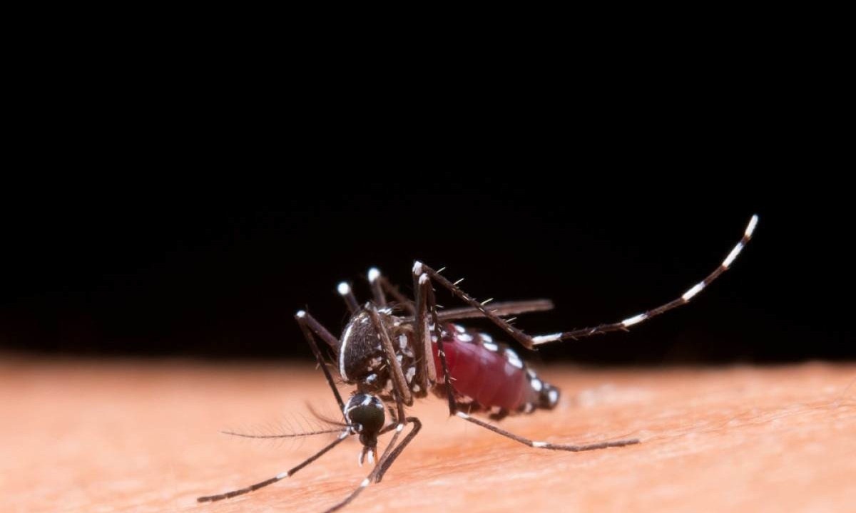 Em 2023, até a semana epidemiológica 48, Minas Gerais registrou aumento expressivo nos casos de dengue, passando de 85.418 em 2022 para 395.708 no mesmo período deste ano -  (crédito: jcomp/Pixabay)