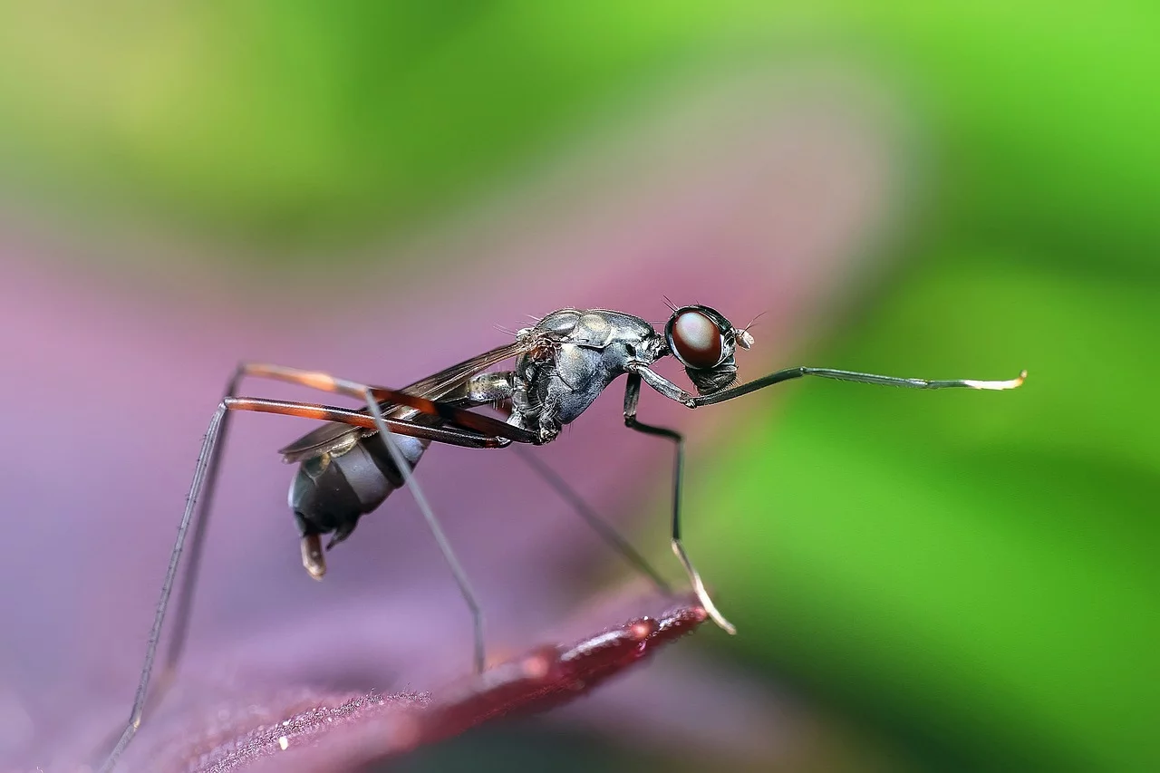 Formigas ‘dominam’ o mundo: Casa de quatrilhões - Ronny Overhate por Pixabay 