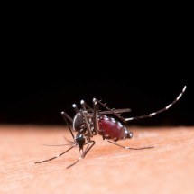 MG vai receber R$ 11 milhões para lidar com dengue, zika e chikungunya - jcomp/Pixabay