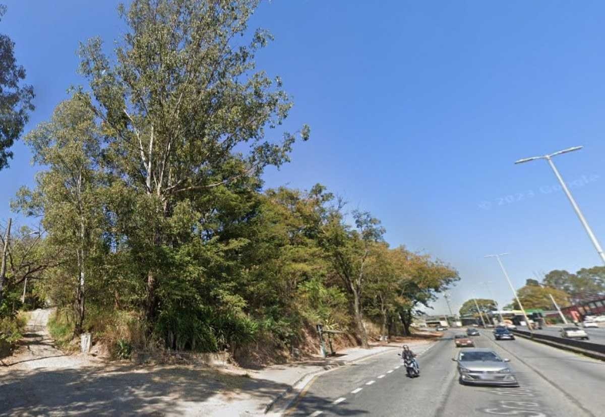 BH: corte de árvores complica trânsito na Avenida Nossa Senhora do Carmo