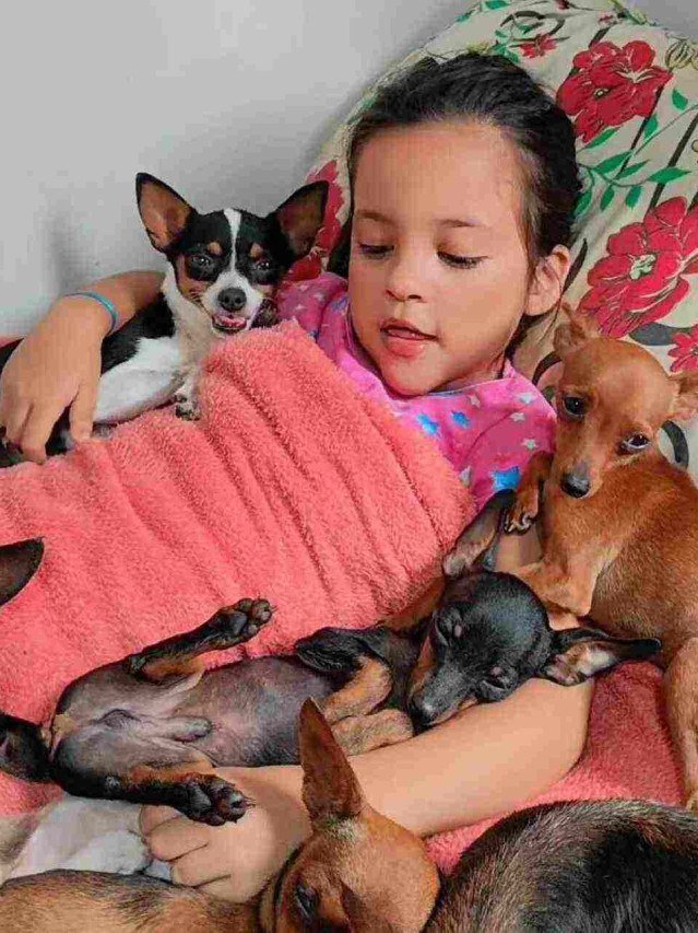 ‘Encantadora de pinscher’: Menina viraliza ao botar cachorros para dormir