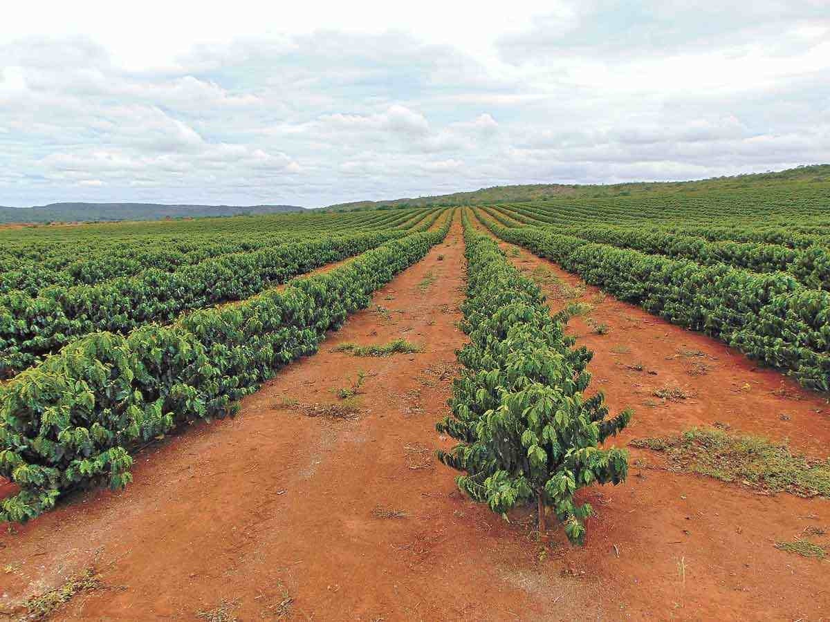 Plantação de 300 hectares na Fazenda Natanael alcançou, neste ano, cerca de 21 mil sacas com padrão para exportação