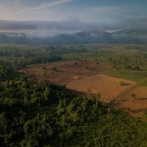 Pará vai conceder área ameaçada da Amazônia para recuperação pela iniciativa privada -  FLAVIO FORNER
