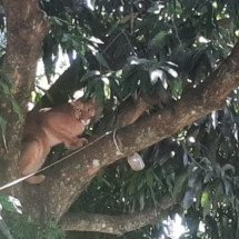 Onça-parda sobe em árvore e assusta moradores no Paraná - Reprodução TV Globo