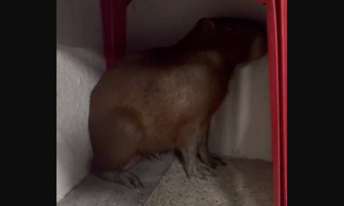 O animal foi localizado escondido debaixo de uma das mesas do estabelecimento -  (crédito: Sala de Imprensa CBMMG/Divulga&ccedil;&atilde;o)