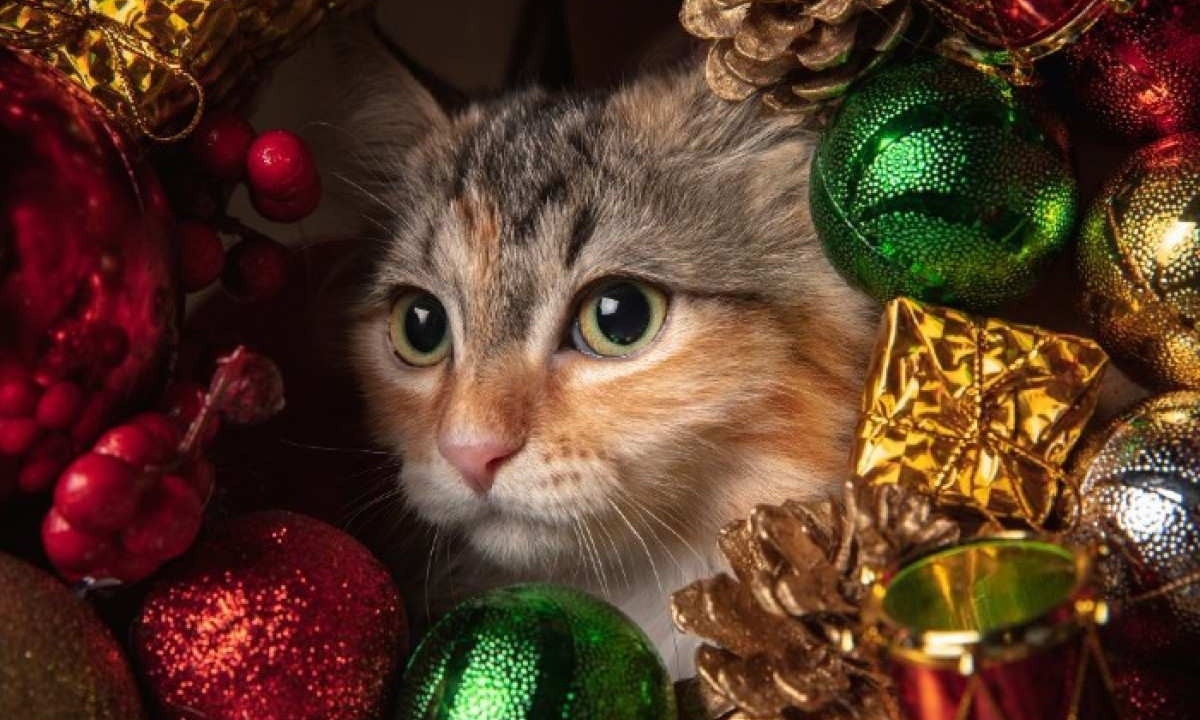 Durante as festividades é preciso considerar os cuidados específicos para os gatos, pois esses animais tendem a preferir a tranquilidade de seu próprio espaço -  (crédito: master1305/Freepik)