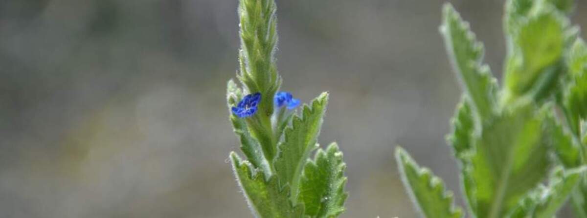 Planta azul rara, encontrada no município do Serro
 -  (crédito: P.H.Cardoso e W. Picanço)