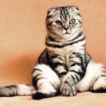 Concurso elege as fotos de animais mais divertidas - ???? ????????? por Pixabay