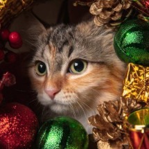Como incluir os pets nas comemorações de Natal e Ano Novo? - master1305/Freepik