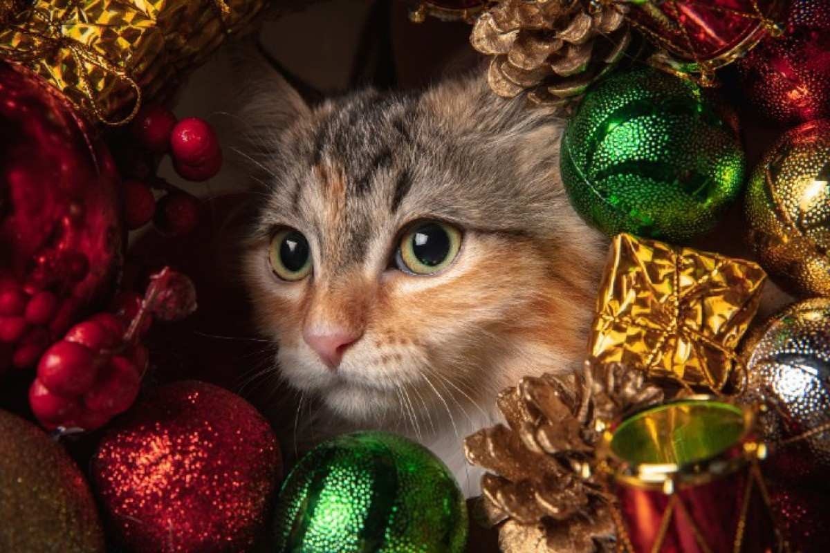Como incluir os pets nas comemorações de Natal e Ano Novo?