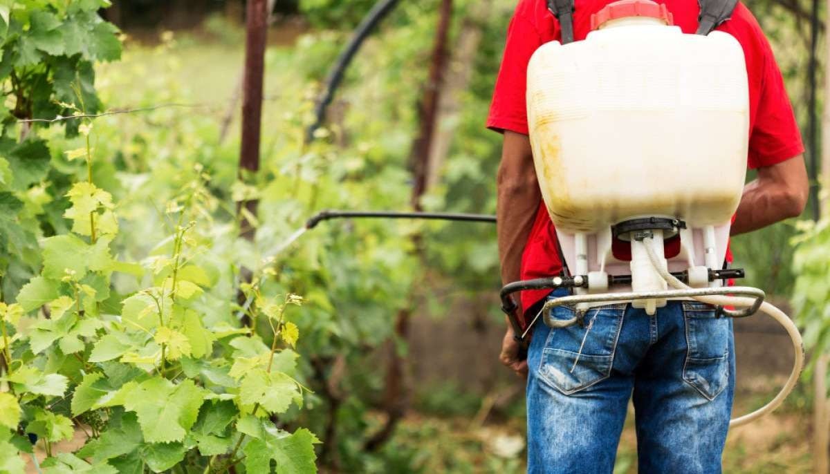 Descubra os 5 vegetais campeões em resíduos de agrotóxicos