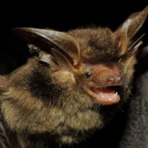 Morcego 'brasileiro' é reencontrado depois de ficar mais de um século desaparecido - Vinícius C. Cláudio/Fiocruz/Promasto