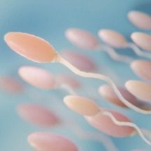 Estudo relaciona uso de celulares à diminuição da qualidade e contagem de espermatozoides - Freepik