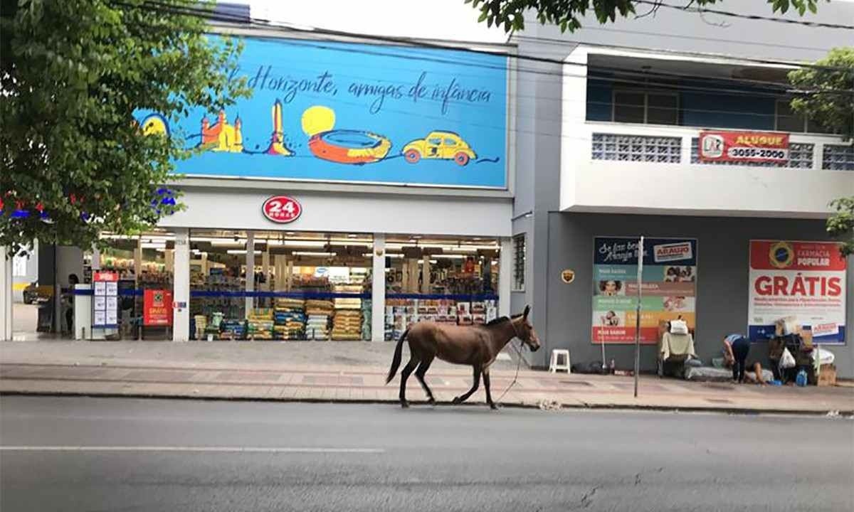 Cavalo solto vaga sem condutor pela Avenida do Contorno e entre na Rua da Bahia -  (crédito: Edésio Ferreira/EM/D.A.Press)