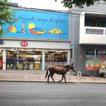 Cavalo solto vaga pela Savassi em direção ao Centro de Belo Horizonte - Edésio Ferreira/EM/D.A.Press