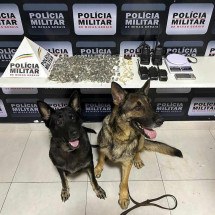 Cães policiais Aquiles e Kacau localizam drogas em Manhuaçu - PMMG/Divulgação