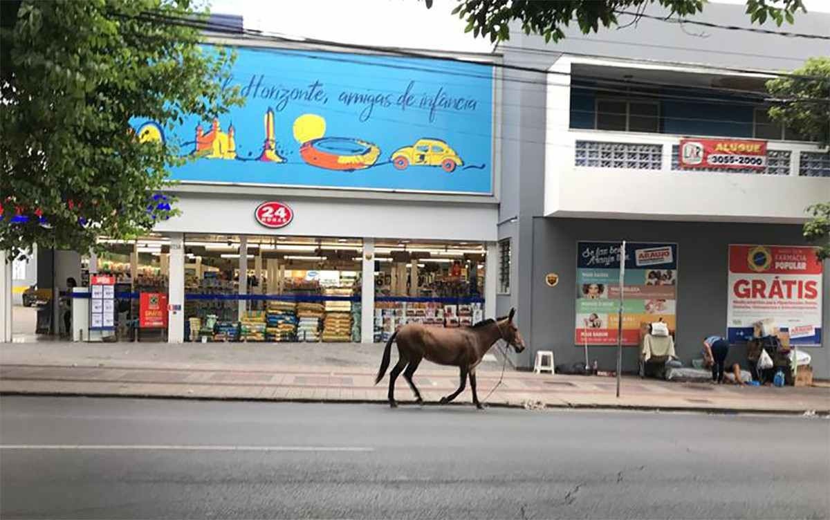Cavalo solto vaga pela Savassi em direção ao Centro de Belo Horizonte