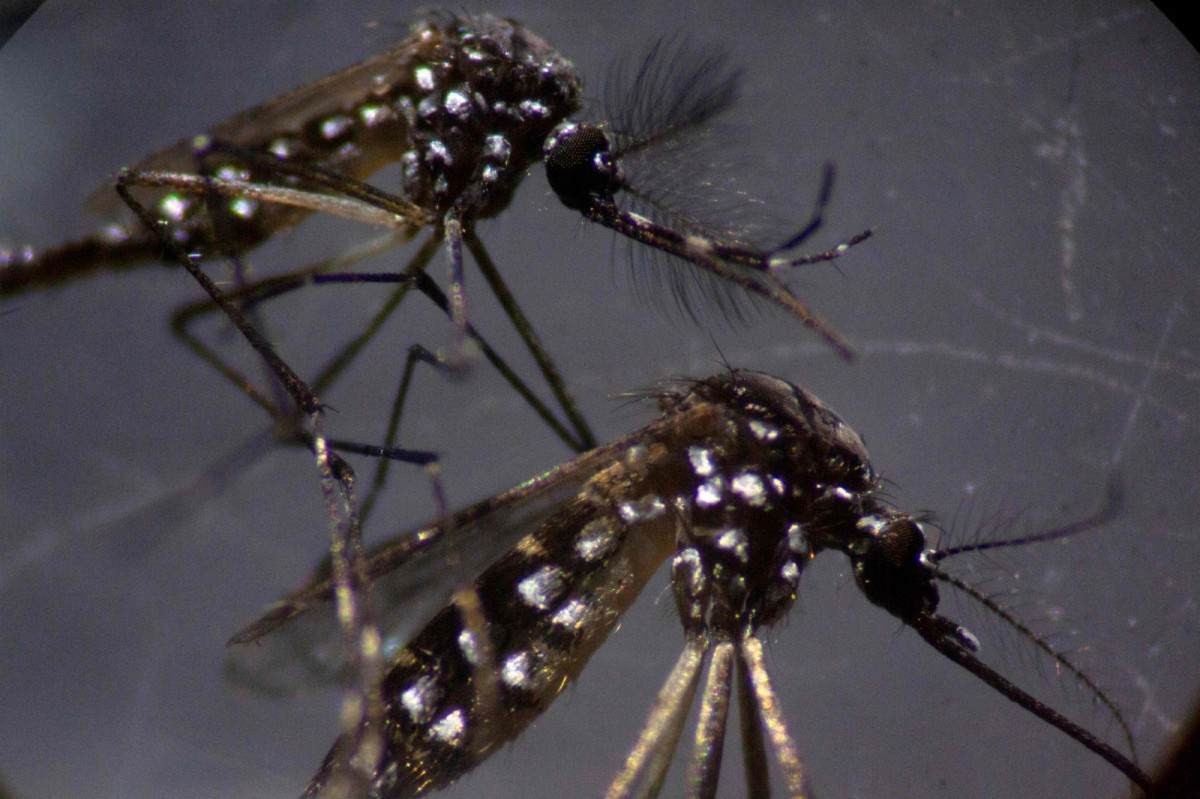 Prefeitura lança campanha de prevenção à dengue e outras doenças