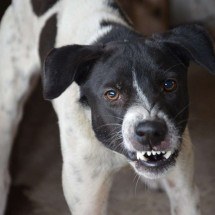 Idosa é atacada por oito cães em Juiz de Fora - Pixabay/Reprodução
