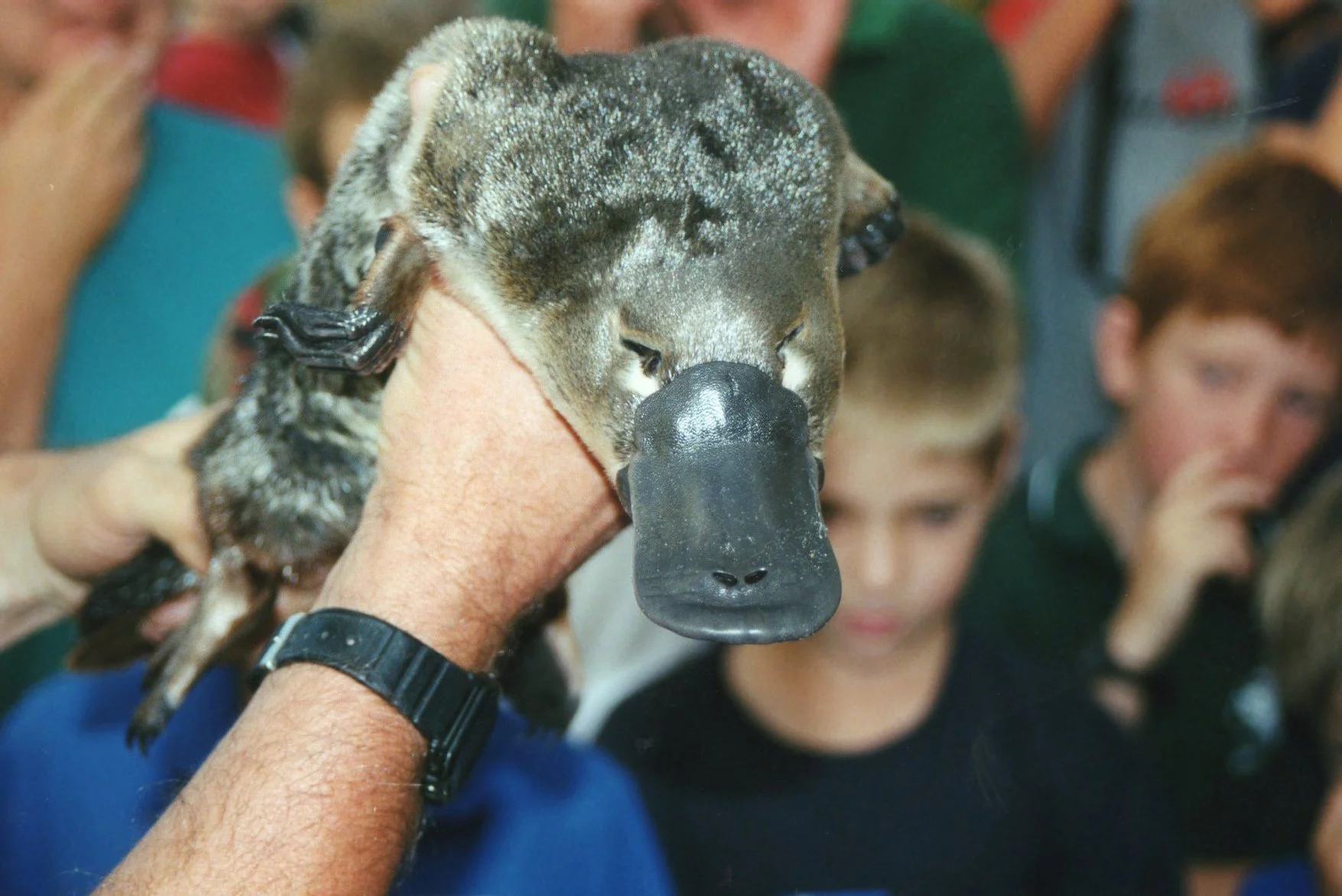 Mulher é envenenada por ornitorrinco na Austrália - wikimedia commons