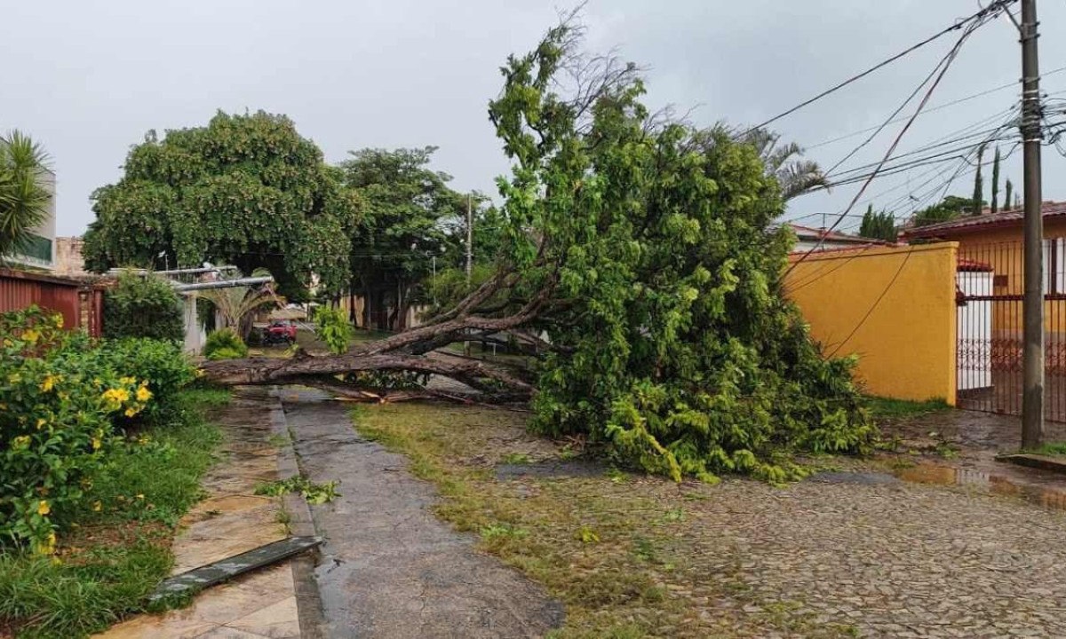 A árvore de grande porte caiu e interditou a rua no Bairro Bandeirantes  -  (crédito: Diogo Finelli/EM/D.A. Press)