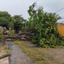 BH: queda de árvore fecha rua e deixa morador sem luz na Pampulha  - Diogo Finelli/EM/D.A. Press