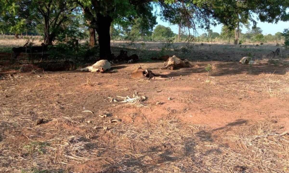 Seca em Minas Gerais -  (crédito:   Evanilson Ribeiro )