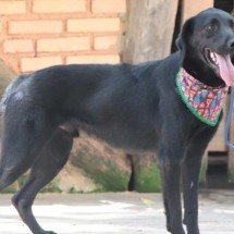 Cães e gatos de Brumadinho seguem disponíveis para adoção; confira - valenobrasil