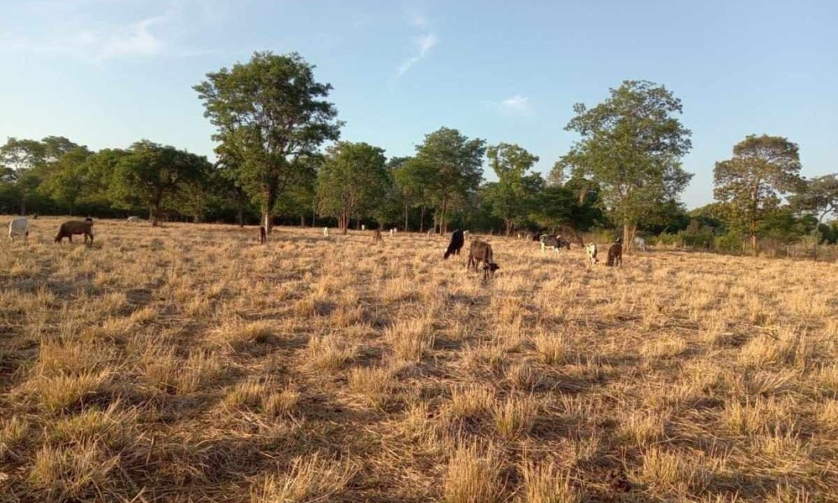 Destruição da seca no município de Sao Francisco, no Norte de Minas -  (crédito: Evanilson Ribeiro/Divulgação)