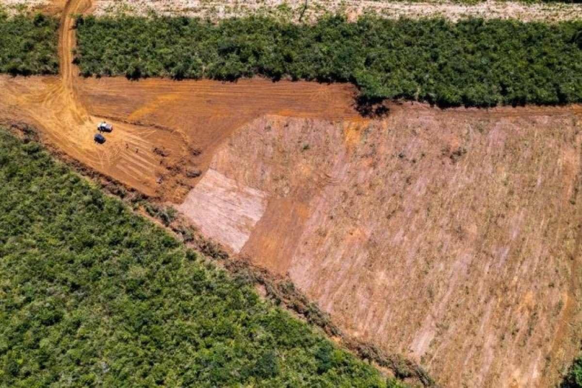 Amazônia: desmatamento registra maior queda do ano em novembro